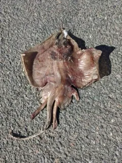 Smooth Skate thumbnail 2