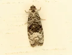 Apotomops wellingtoniana thumbnail 2