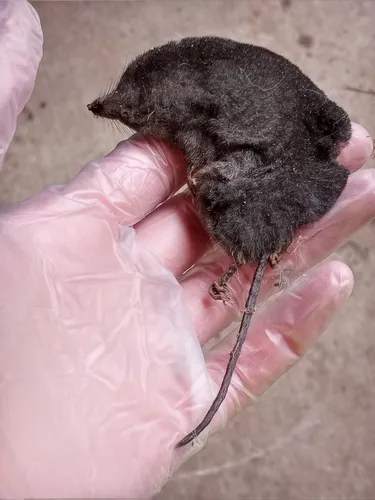 Bendire's Shrew