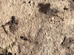 Cyphoderus similis thumbnail 2