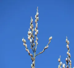 Grey Willow thumbnail 4