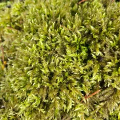 Rough-stalked Feather-moss thumbnail 2