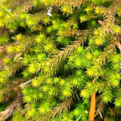 Wallace's spikemoss thumbnail 4