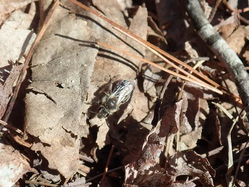 Bradley's Mining Bee