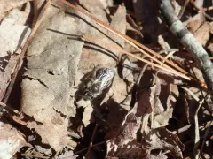 Bradley's Mining Bee thumbnail 1