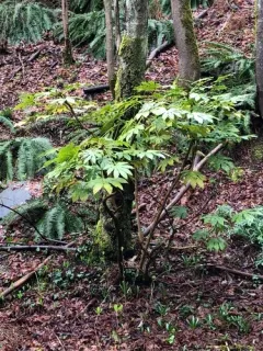 Japanese aralia thumbnail 1