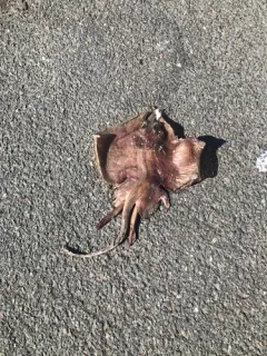 Smooth Skate thumbnail 3