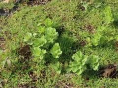 fava bean thumbnail 4