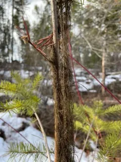 Tree-hair Lichen thumbnail 3