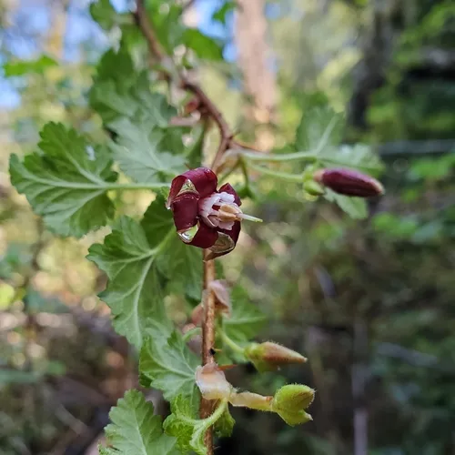 canyon gooseberry