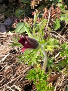 European Pasqueflower thumbnail 2