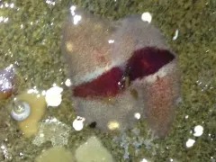 Notoplana sanguinea thumbnail 4