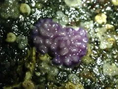 Purple Encrusting Bryozoan thumbnail 4