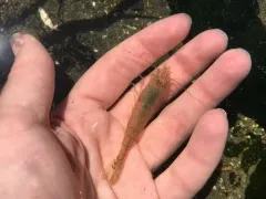 California Bay Shrimp thumbnail 3