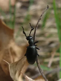 Meloe dianella thumbnail 3
