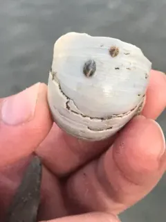 Convex Slippersnail thumbnail 3