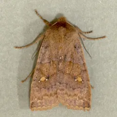 Straight-toothed Sallow thumbnail 2