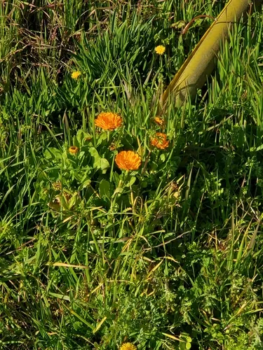 field marigold