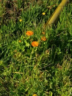field marigold thumbnail 1