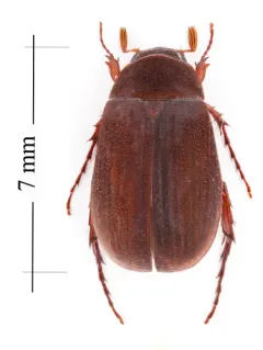 Harvest June Beetle thumbnail 2