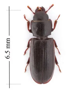 Twisted Bark-gnawing Beetle thumbnail 2