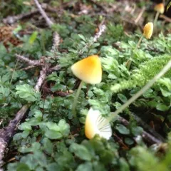 tangerine bonnet thumbnail 3