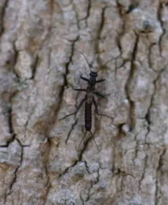 Shortwing Snowfly thumbnail 2
