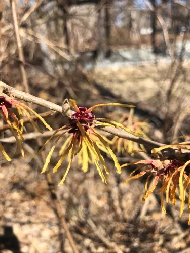 ozark witch-hazel