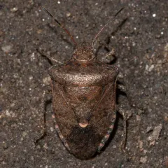 Dusky Stink Bug thumbnail 3