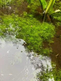 Autumnal Water-starwort thumbnail 1
