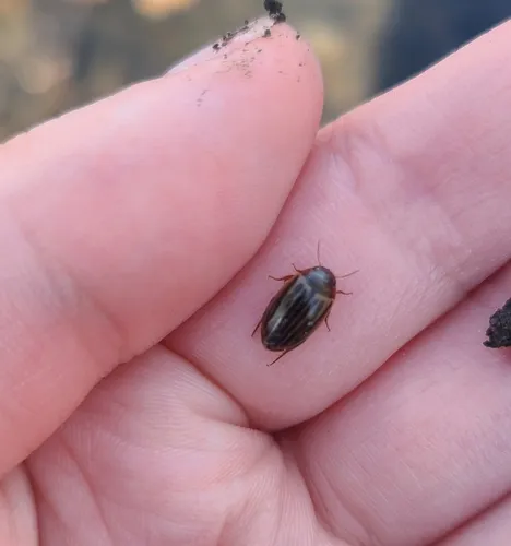 Disintegrated Diving Beetle