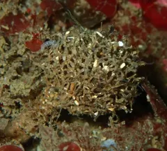 Basket-top Spaghetti Worm thumbnail 3