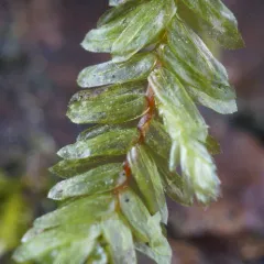 Bigelow's Porotrichum Moss thumbnail 3