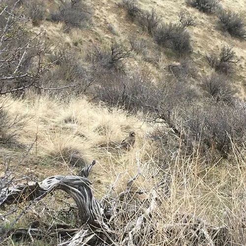 Chukar