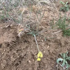 Ternate Desert-parsley thumbnail 2