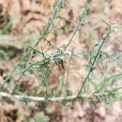 gorse thumbnail 3