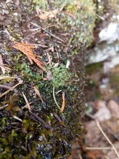 Blue Dew-moss thumbnail 2