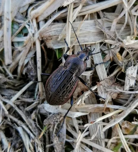 Meander Ground Beetle