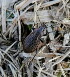 Meander Ground Beetle thumbnail 1