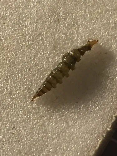 Atherix lantha
