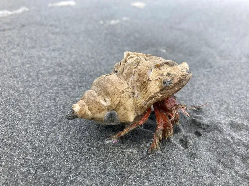 Paguristes turgidus