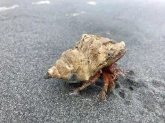 Paguristes turgidus thumbnail 1