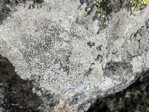 Rock Nipple Lichen