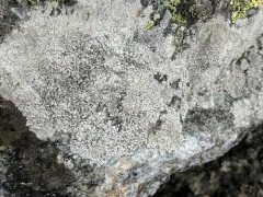 Rock Nipple Lichen thumbnail 1