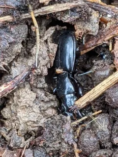 Straight-jawed Pedunculate Ground Beetle thumbnail 1