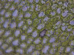 Pale Liverwort thumbnail 4