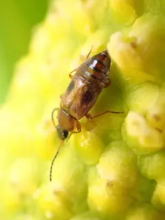 Pelecomalium testaceum thumbnail 3