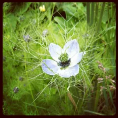 love-in-a-mist thumbnail 4