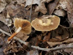 Meottomyces dissimulans thumbnail 4