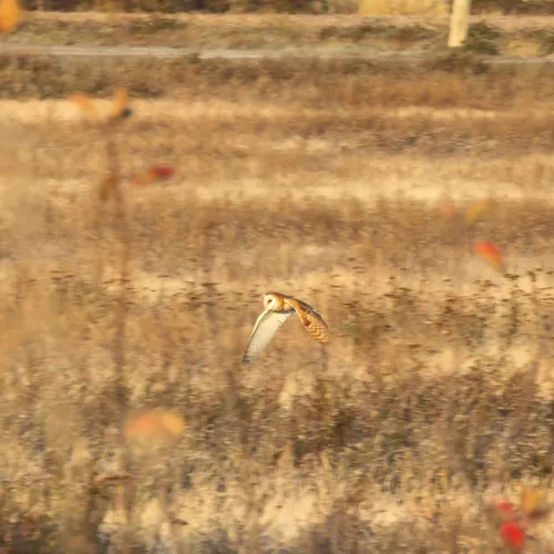 American Barn Owl